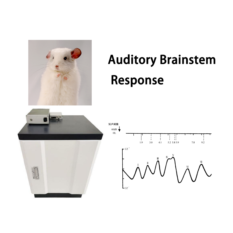 Système de test de réponse auditive du tronc cérébral de souris
