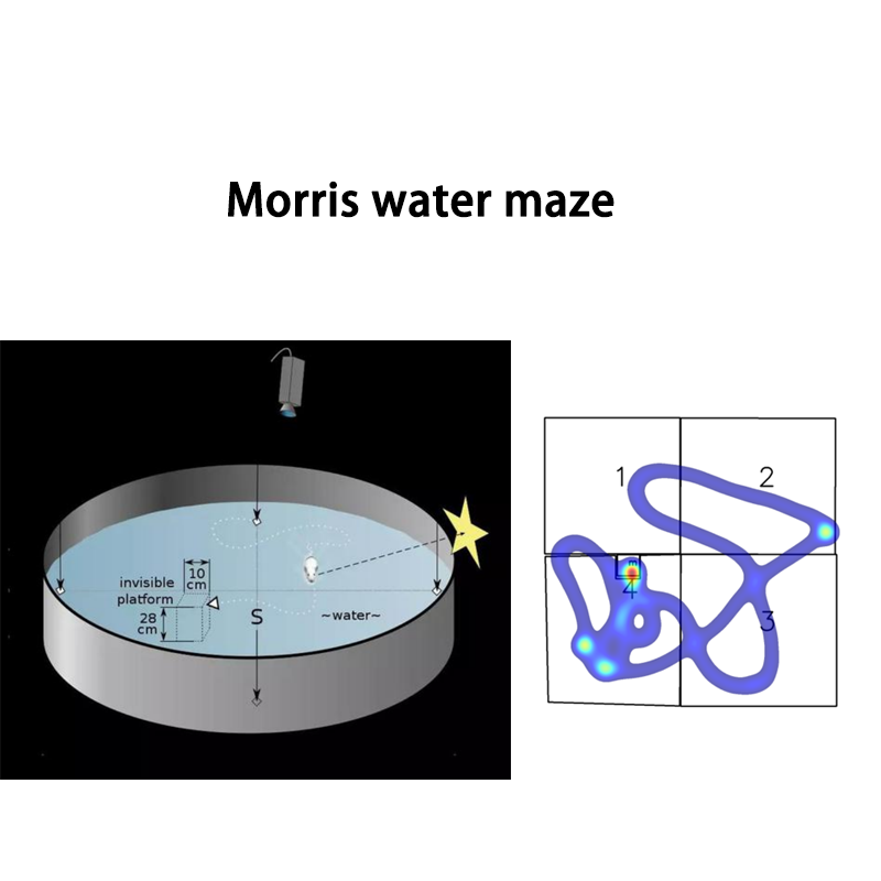Labyrinthe d'eau