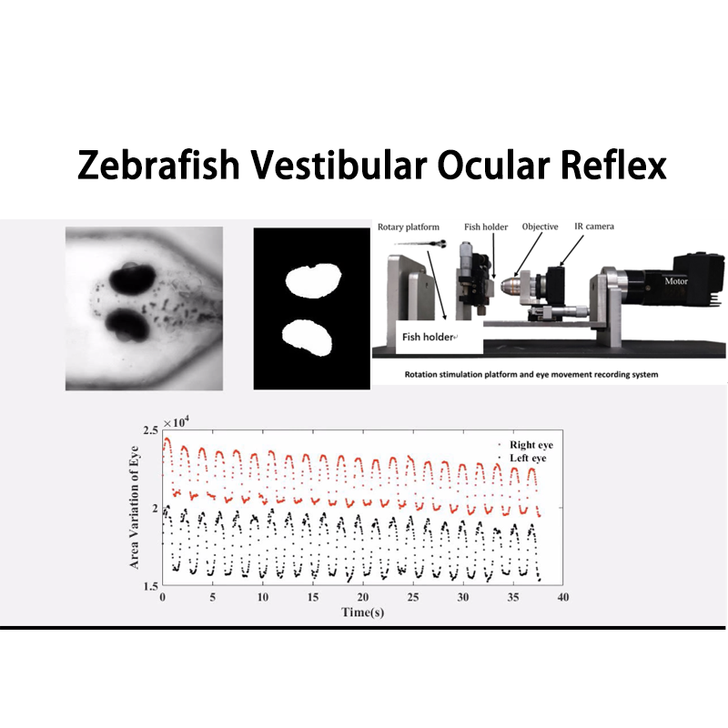 Système de test des réflexes oculaires vestibulaires du poisson zèbre